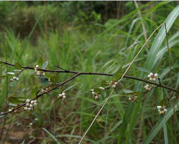 蕘花根