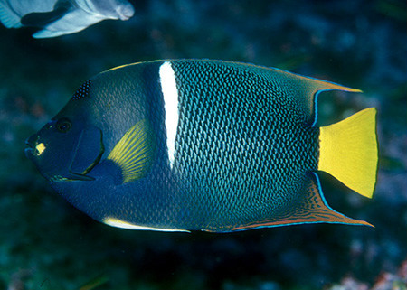 雀點刺蝶魚