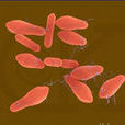 肉毒梭狀芽孢桿菌