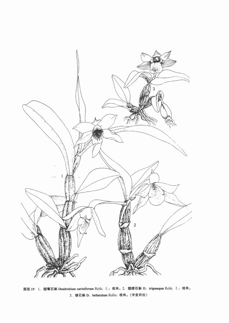 矮石斛(中國高等植物圖鑑)