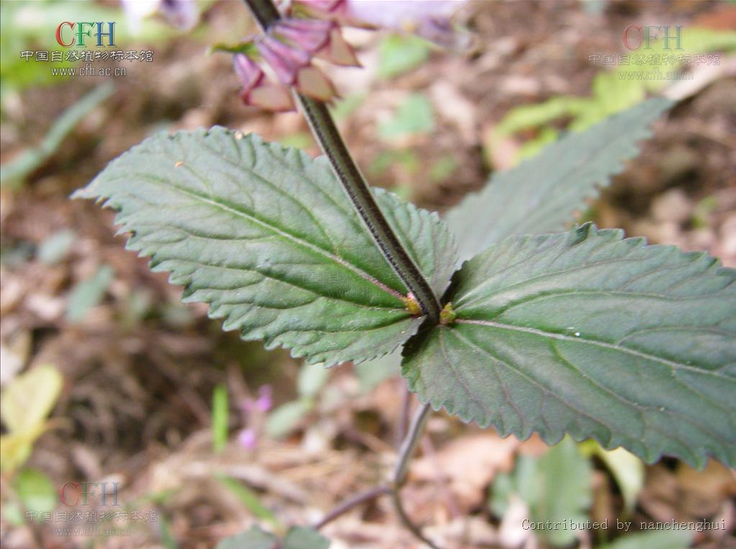 黃山鼠尾草（原變種）