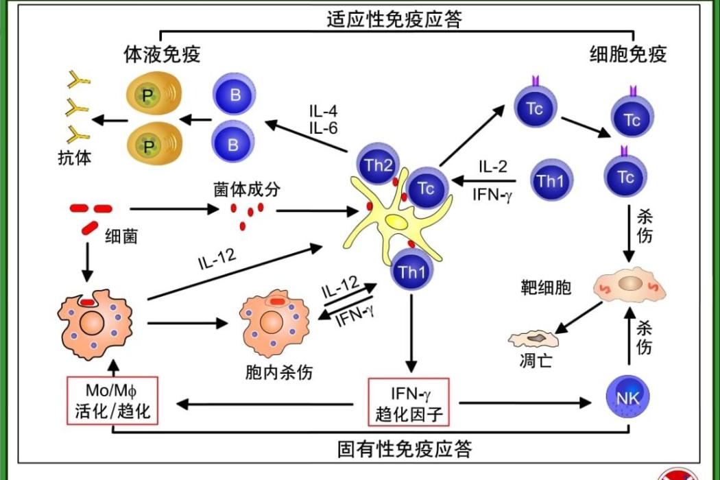 母子微嵌合狀態介導母子免疫耐受的機制研究