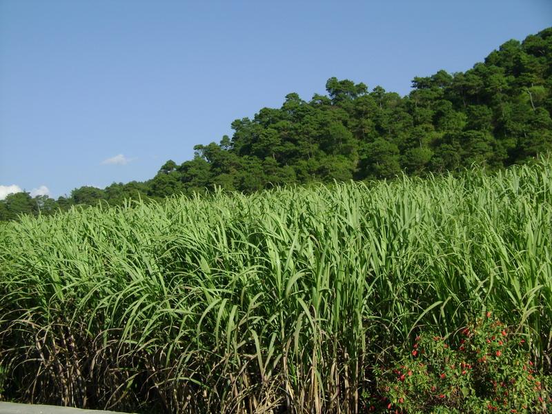 丙蓋村