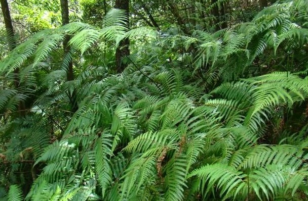 十萬大山國家級自然保護區(十萬大山國家森林公園)