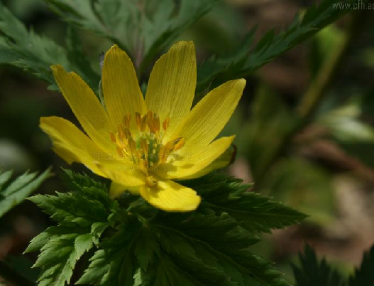 Adonis sutchuenensis Franch.蜀側金盞花