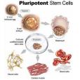 幹細胞(STEM CELL)