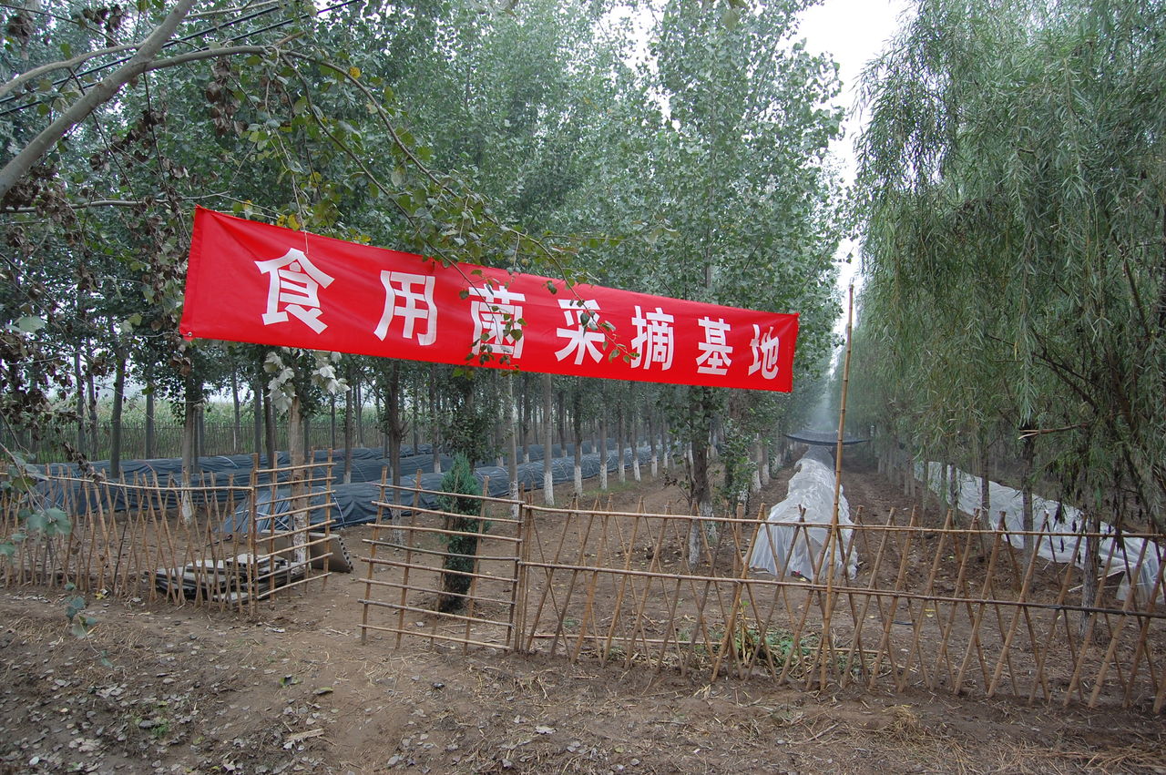 村中食用菌採摘基地