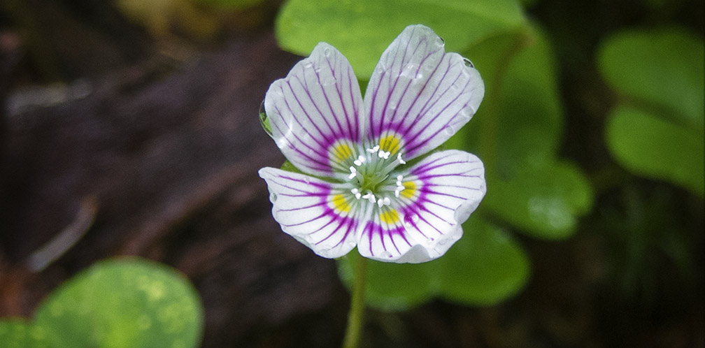 蒙大拿酢漿草（Oxalis montana）