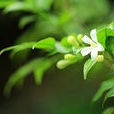 七里香(芸香科九里香屬植物)