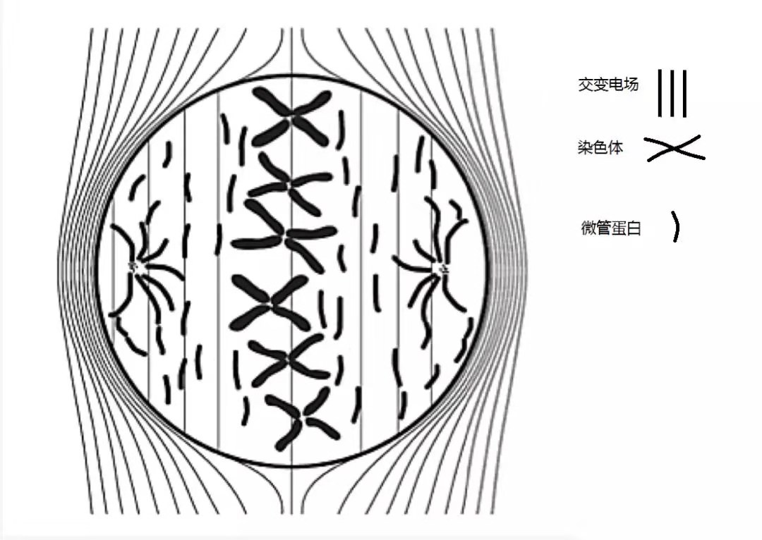 腫瘤電場治療