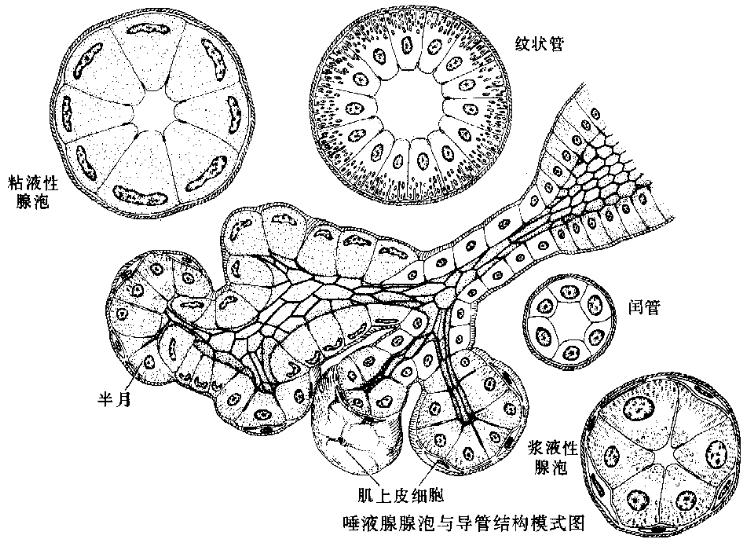 粘液性細胞