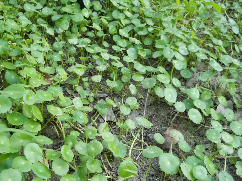 香菇草(水金錢)