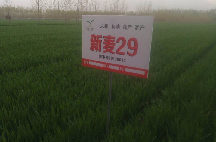 新麥29