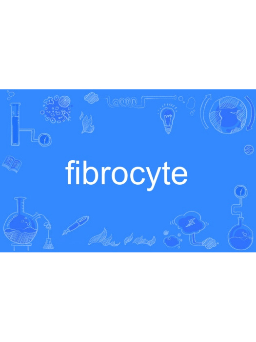 fibrocyte