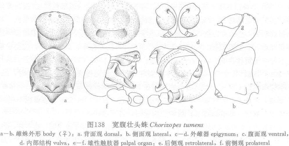 寬腹壯頭蛛