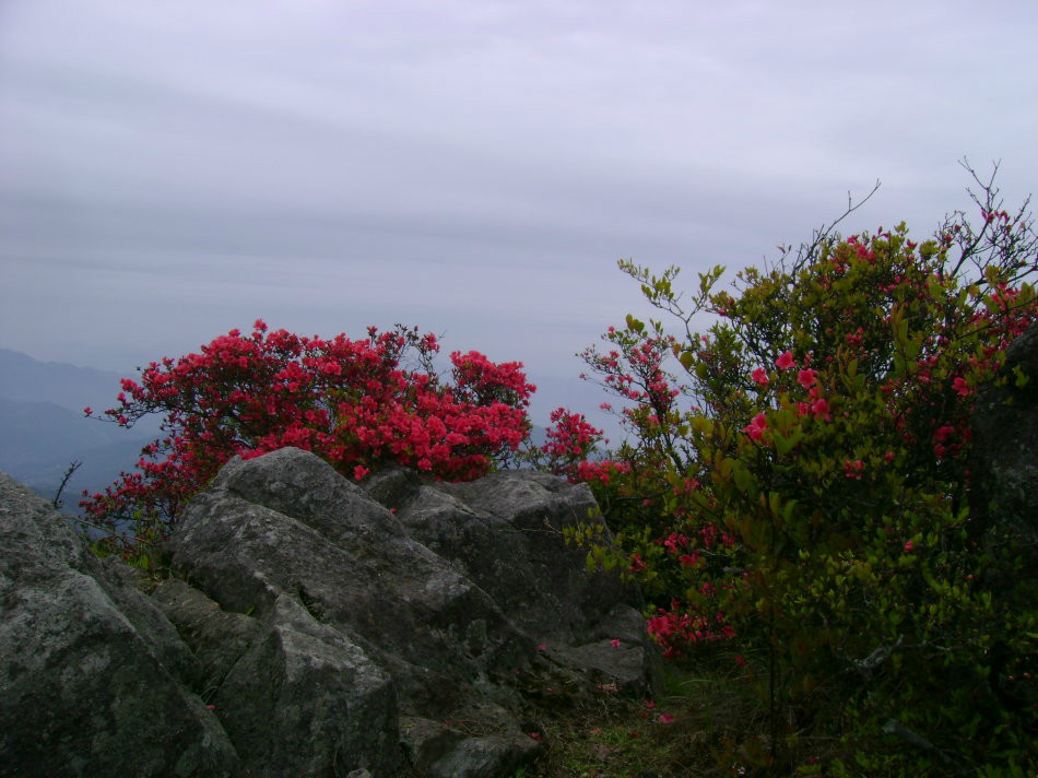 芹山上的杜鵑花