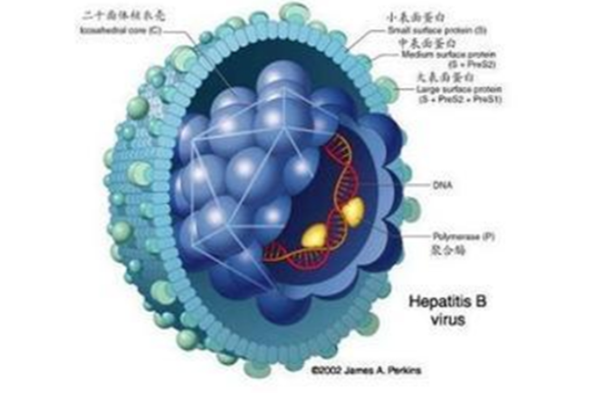 HBV-DNA