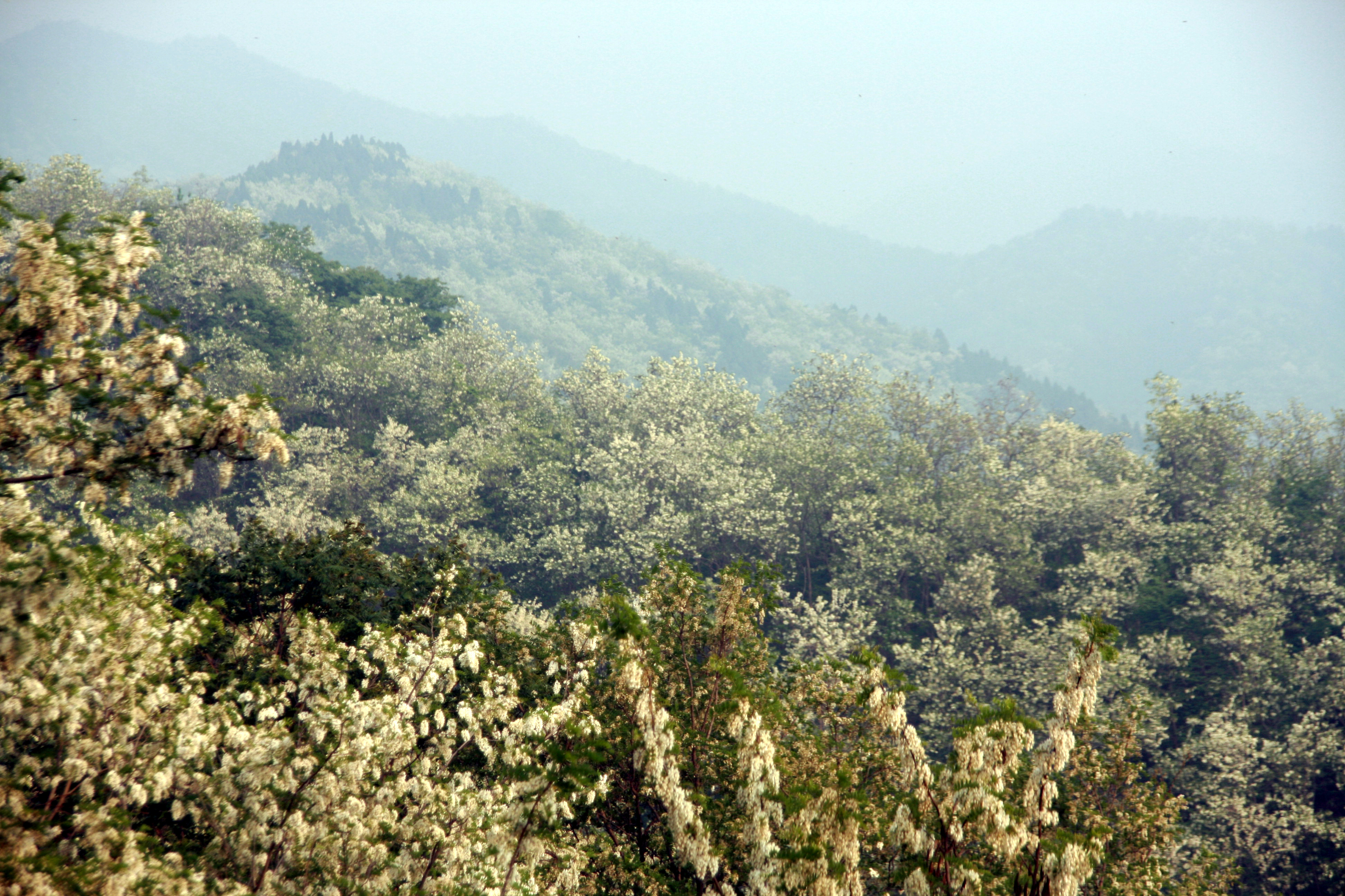 燕子山槐花