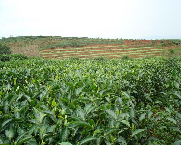 滿山茶園