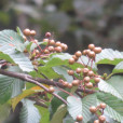 美脈花楸(山黃果)