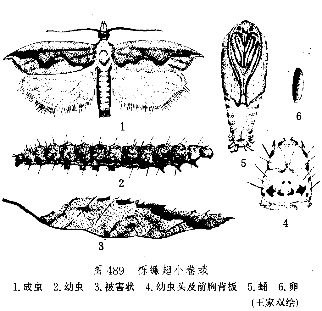 櫟鐮翅小卷蛾