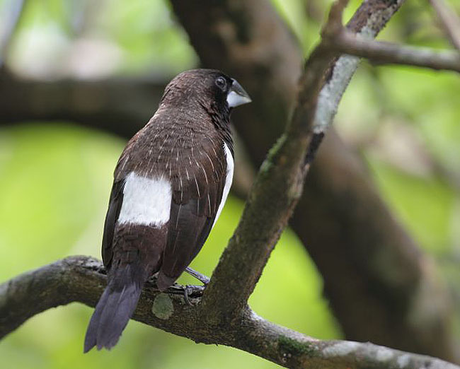 白腰文鳥指名亞種