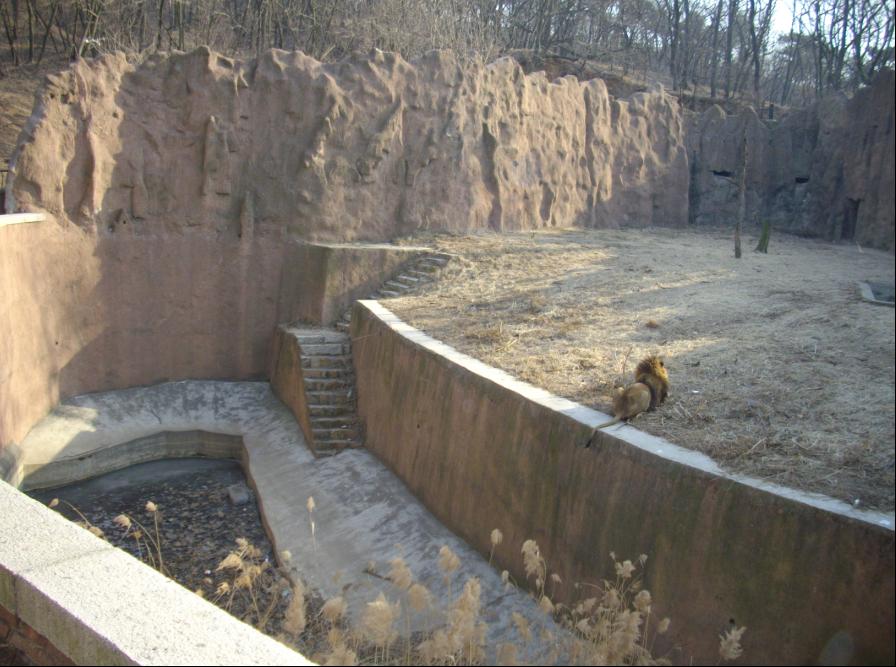 青島動物園獅虎山