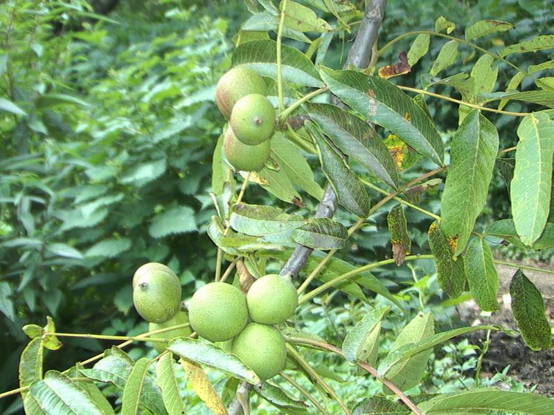 打小自然村