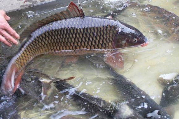 撫遠鯉魚