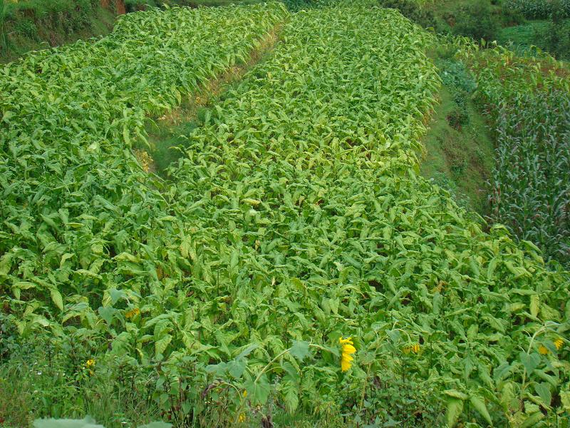 下西山自然村烤菸種植