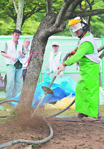 “樹藝師”就是“樹木醫生”和“樹木偵探”