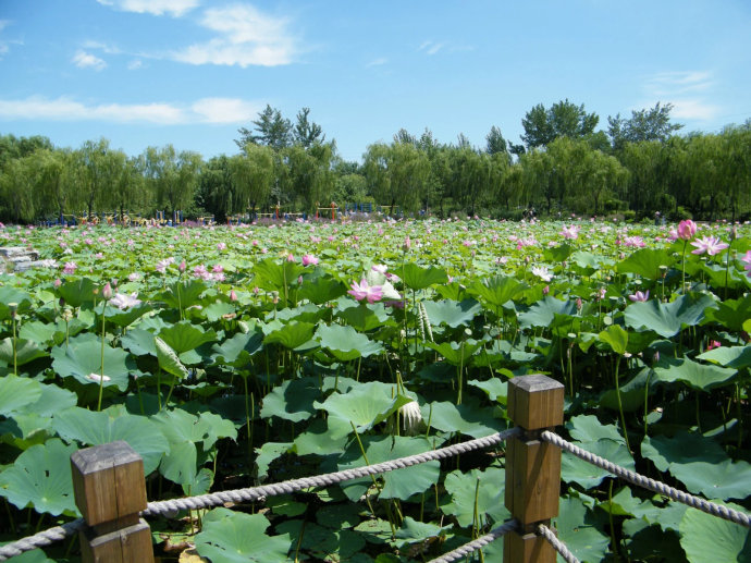 蓮花湖(甘肅省華亭縣蓮花湖)