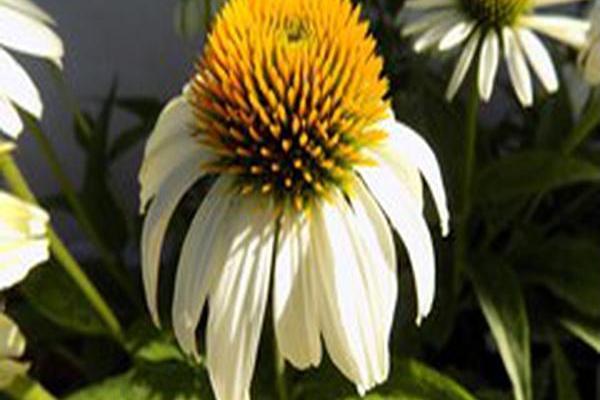 Echinacea purpurea \x27White Swan\x27