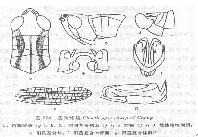 局部特徵圖