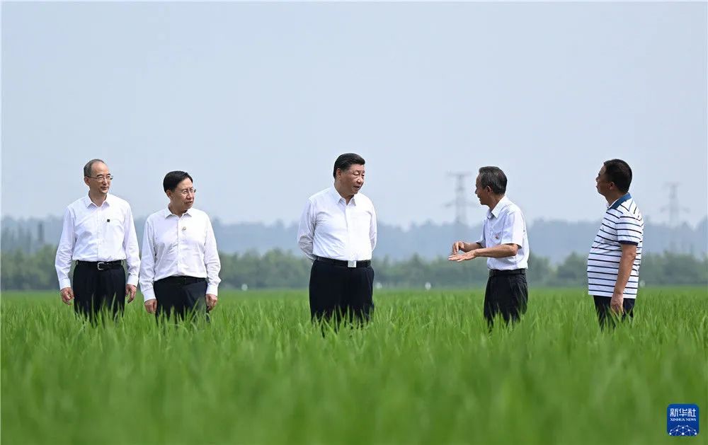 永豐村高標準水稻種植基地