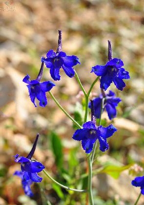 中甸翠雀花