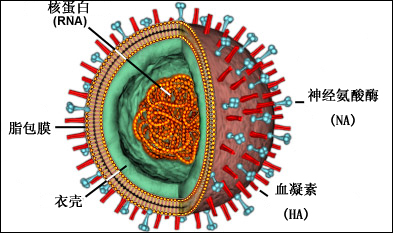 豬流感病毒