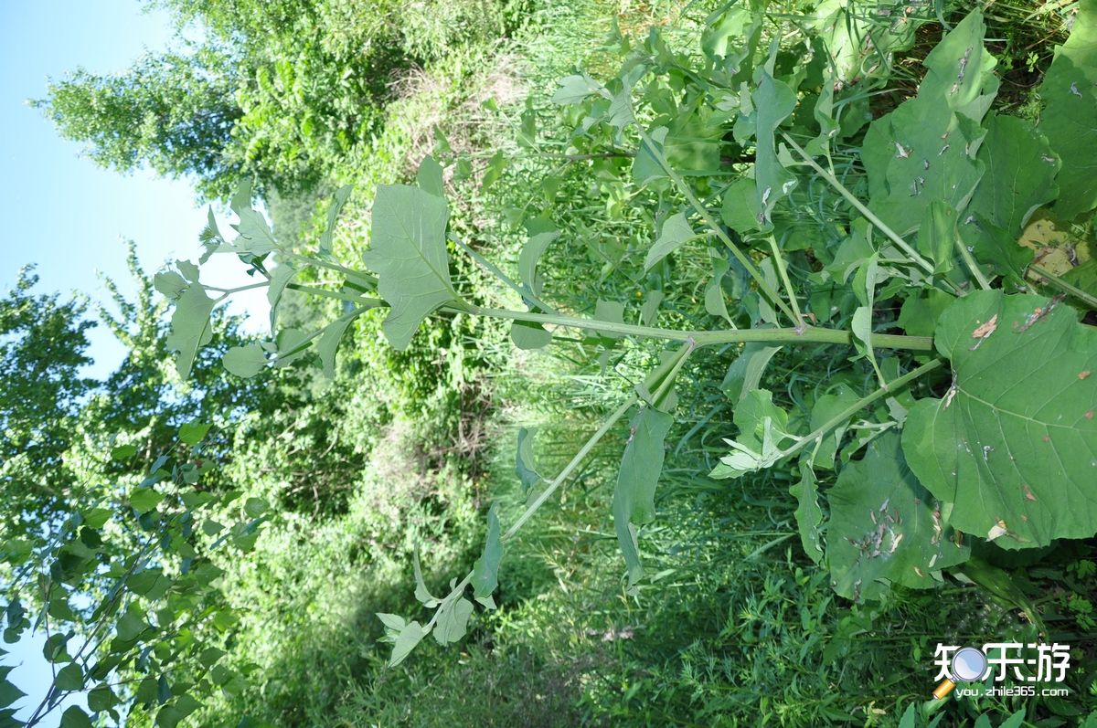 藥用植物牛蒡細菌葉斑病