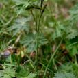 刺毛薹草(刺毛苔草)