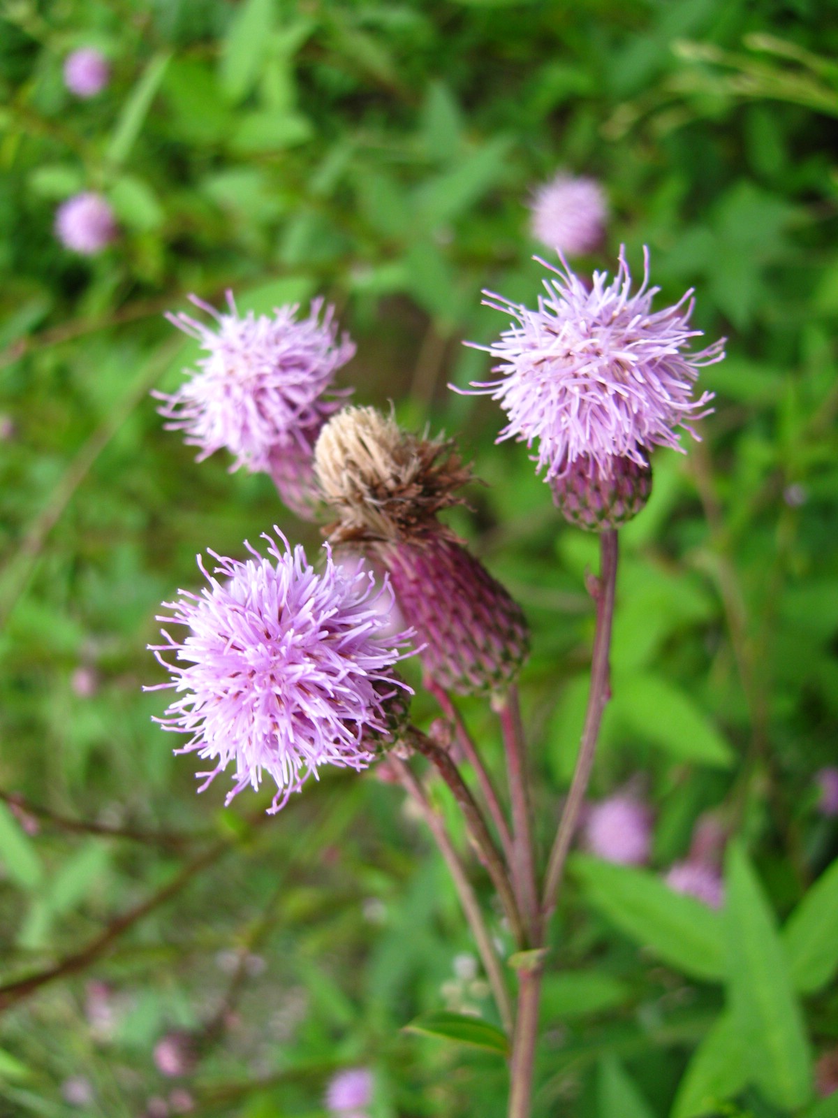 小薊(植物物種刺角芽)