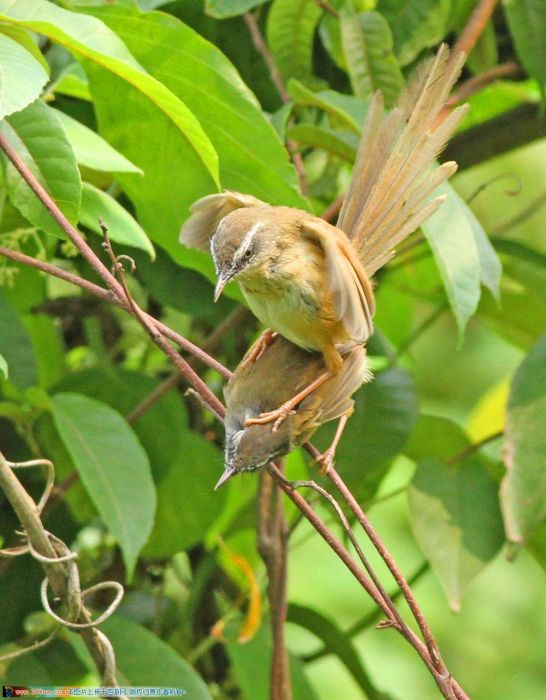 黑蕉鳩