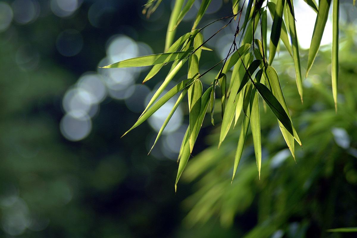 蘭萍草的花語