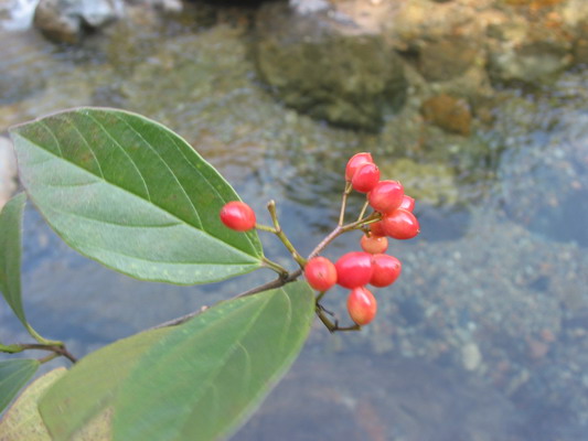 小葉毛枝莢蒾