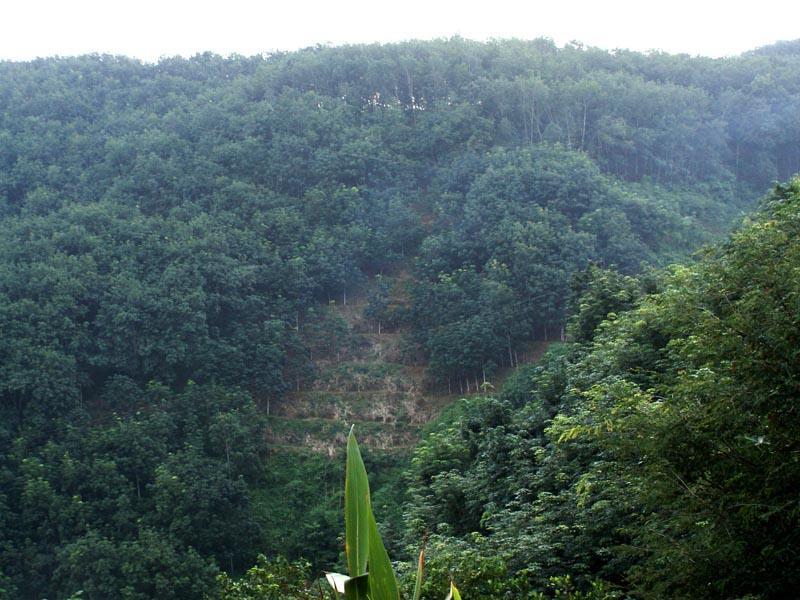 嘎灑鎮橡膠種植場