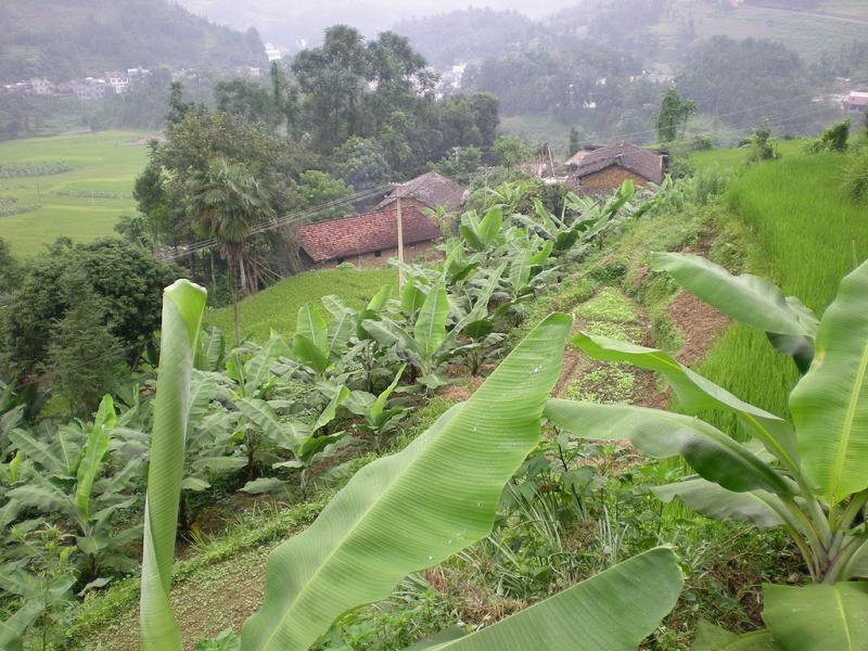 大樹腳下寨村香蕉地