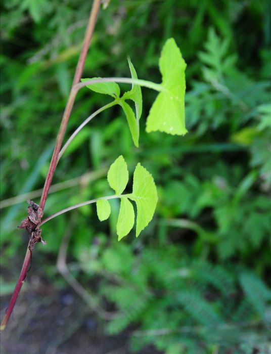 四川毛鱗菊