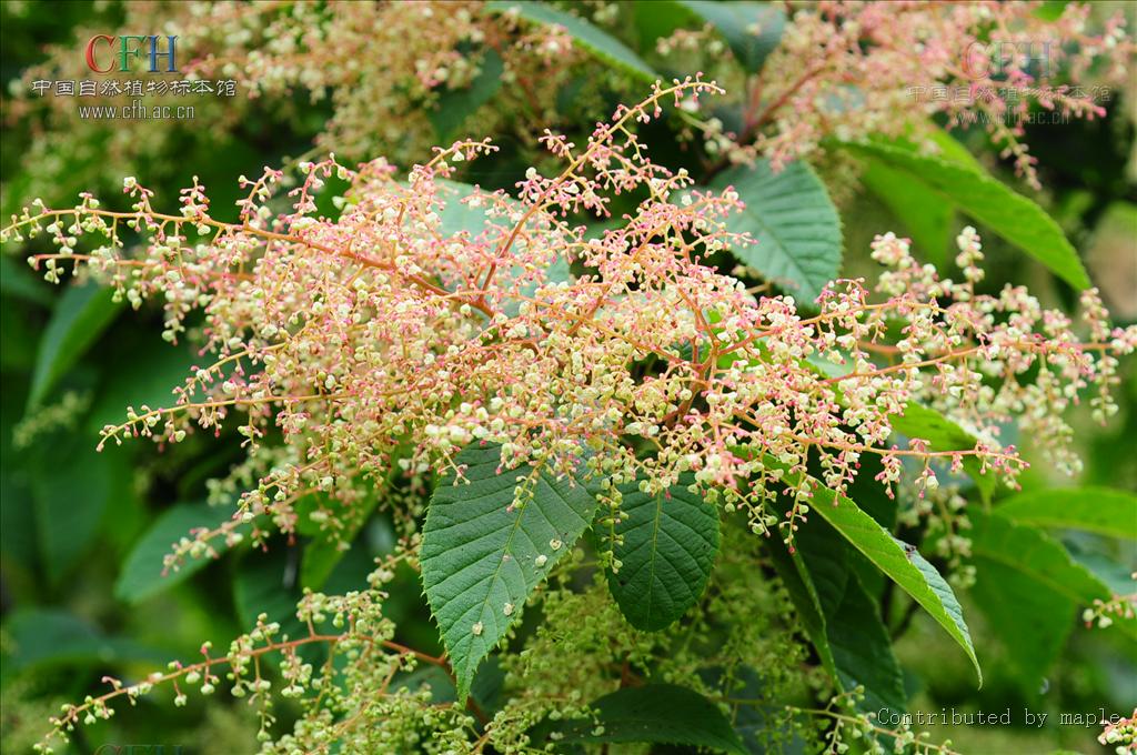 重齒泡花樹