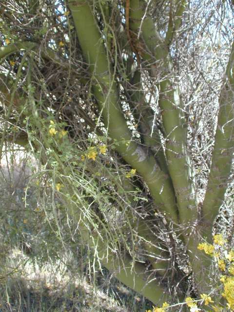 藍花假紫荊(枝幹)