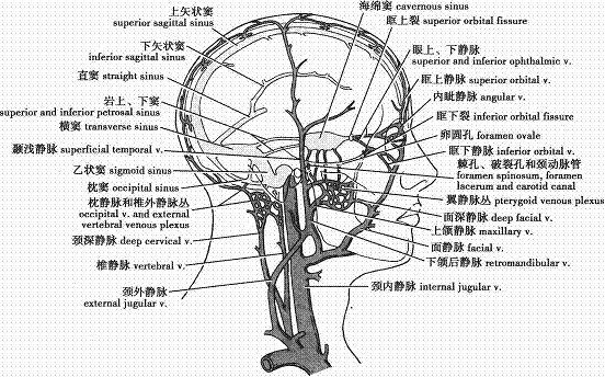 髁管