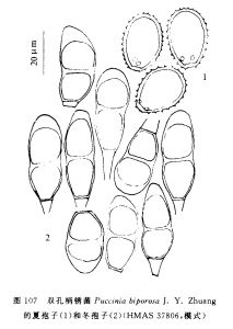 雙孔柄鏽菌